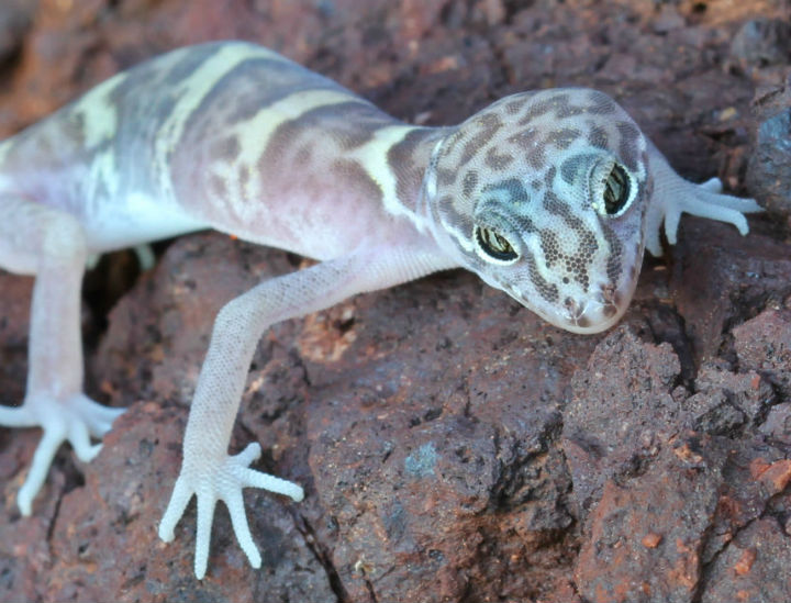 Desert Banded Gecko